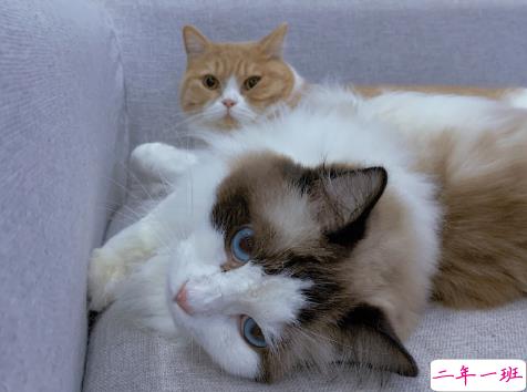 2020七夕浪漫的句子带图片 七夕情人节适合表白的情话说说1