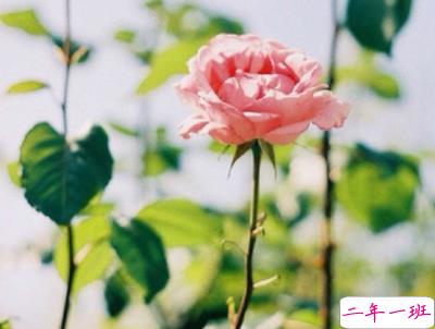 超可爱超甜的表白句子带图片 适合女生情话说说卡哇伊13