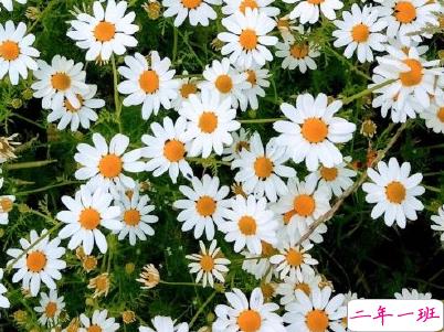 清明节说说心情短语带图片 2020清明节安康12