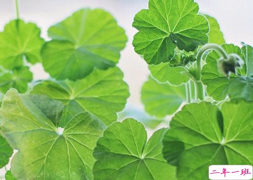 向女朋友求婚的话真实浪漫点 2019求婚句子大全简单带图片10