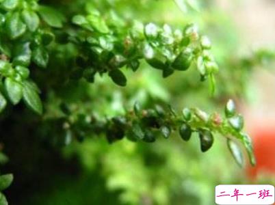 2019谷雨朋友圈说说配图 谷雨节发朋友圈的说说优美4