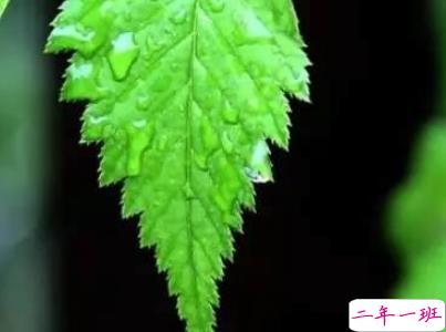 2019谷雨朋友圈说说配图 谷雨节发朋友圈的说说优美12