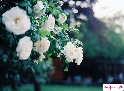 甜蜜的少女心爱情小情话说说带图片 我喜欢走在你的身后这样你就成了我的方向2