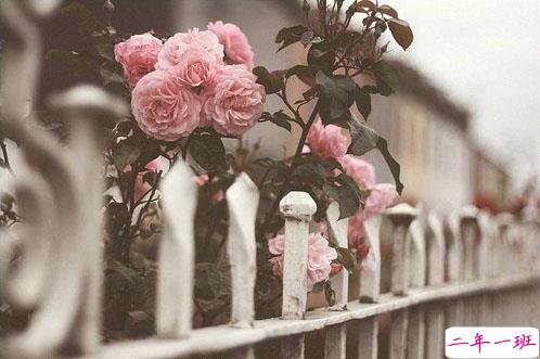 甜蜜的少女心爱情小情话说说带图片 我喜欢走在你的身后这样你就成了我的方向5