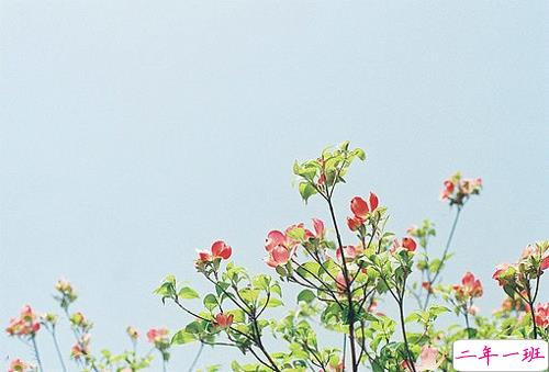 喜欢一个人的甜蜜小情话说说带图片 不愿再研墨执笔因为字里行间全是你10