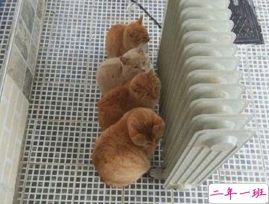 朋友圈幽默霸气说说带图片 是金子会发光何况我是钻石5