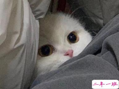 朋友圈幽默霸气说说带图片 是金子会发光何况我是钻石14