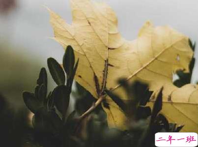 幽默风趣的早安心语带图片 开心一笑早安句子6