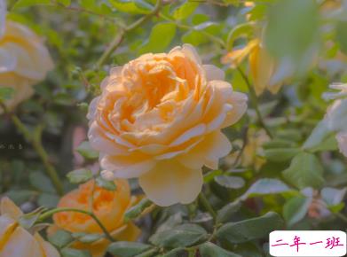 天冷发朋友圈搞笑说说带图片 降温朋友圈最火文案6