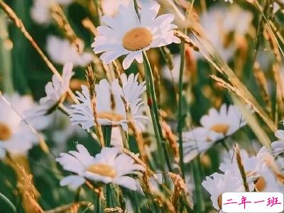 母亲节微信小句子带图片 为妈妈庆祝母亲节的经典说说4