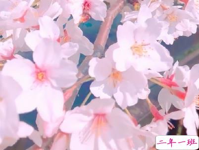 母亲节微信小句子带图片 为妈妈庆祝母亲节的经典说说14