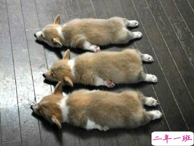 搞笑说说大全带图片4 搞笑说说大全带图片4