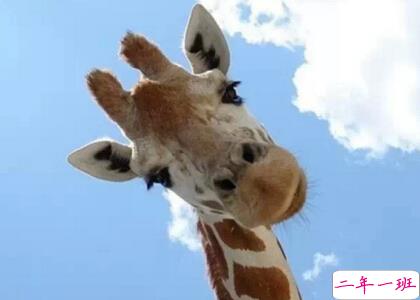 带图搞笑说说1 带图搞笑说说1