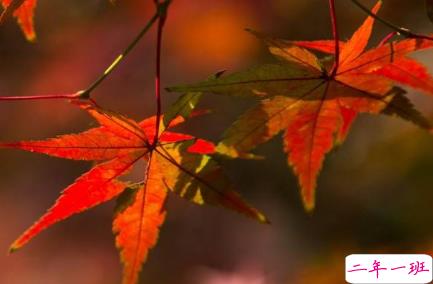 2019除夕说说大全带图片 除夕发朋友圈的祝福语说说句子13
