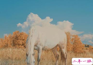 赋有哲理的15条精选句子 生未百年死不孤独11