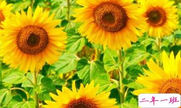 七月早安正能量励志哲理说说带图 早安!七月!7