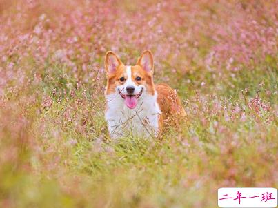 晒狗狗的文案带图片 日常朋友圈撸狗说说1