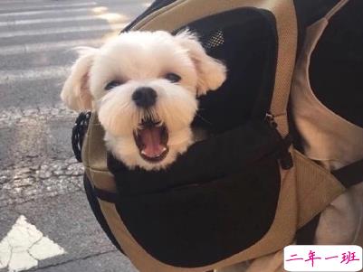 晒狗狗的文案带图片 日常朋友圈撸狗说说2