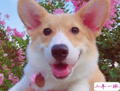 晒狗狗的文案带图片 日常朋友圈撸狗说说3