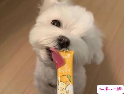 晒狗狗的文案带图片 日常朋友圈撸狗说说4