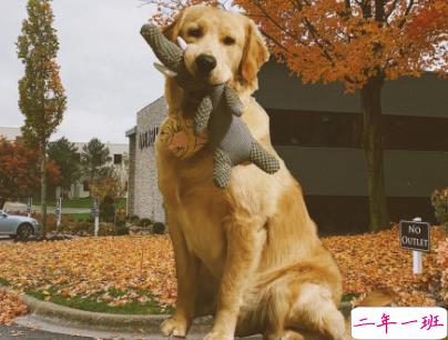 晒狗狗的文案带图片 日常朋友圈撸狗说说5