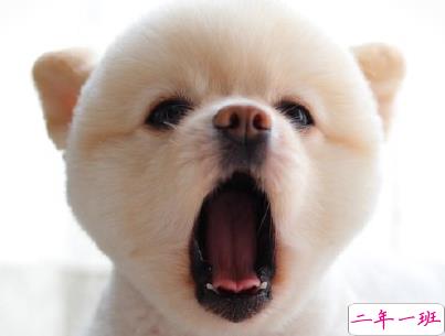 晒狗狗的文案带图片 日常朋友圈撸狗说说6