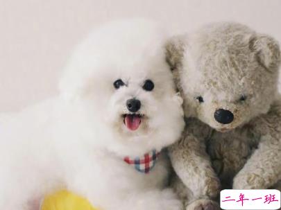 晒狗狗的文案带图片 日常朋友圈撸狗说说7