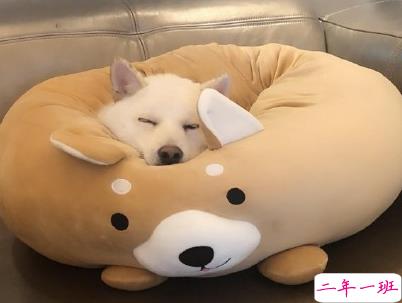 晒狗狗的文案带图片 日常朋友圈撸狗说说8