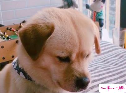 晒狗狗的文案带图片 日常朋友圈撸狗说说9