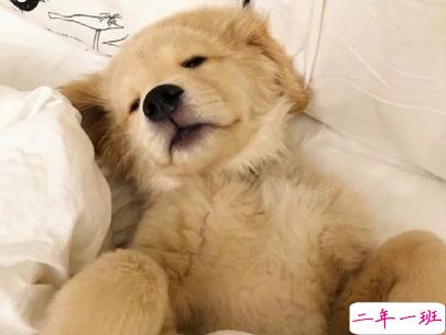 晒狗狗的文案带图片 日常朋友圈撸狗说说11