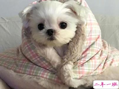 晒狗狗的文案带图片 日常朋友圈撸狗说说12