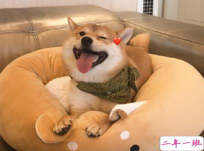 晒狗狗的文案带图片 日常朋友圈撸狗说说13