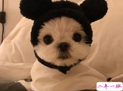 晒狗狗的文案带图片 日常朋友圈撸狗说说14