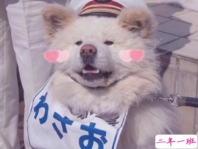 晒狗狗的文案带图片 日常朋友圈撸狗说说15