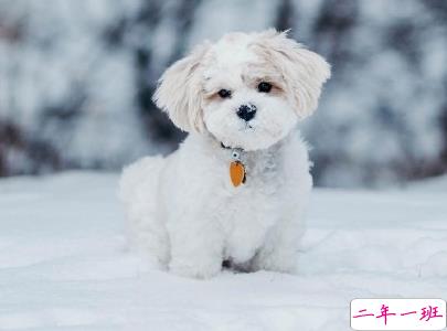 晒狗狗的文案带图片 日常朋友圈撸狗说说16