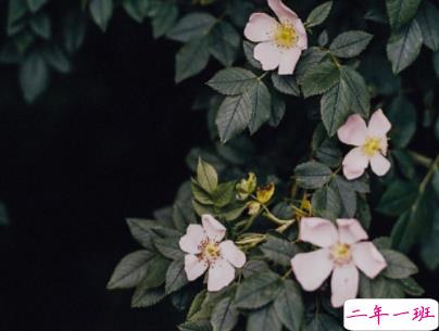 最伤感的晚安句子精选配图 有点忧伤的简单说说9