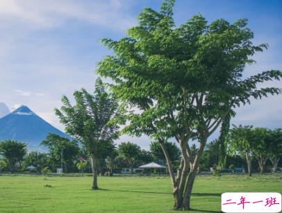 2019植树节微信说说带图片 适合植树节发的的心情说说短语3