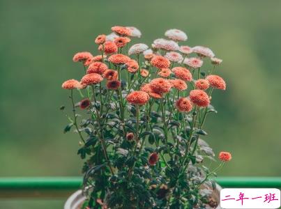 2019植树节微信说说带图片 适合植树节发的的心情说说短语8