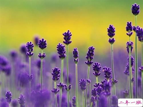 一个人挣扎的说说伤感心累带图片 睡不着心里不舒服的说说15