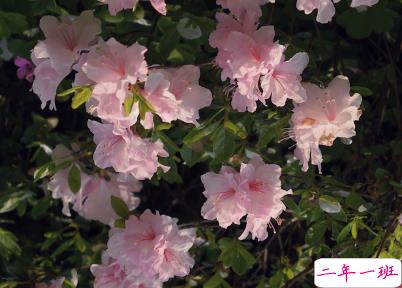 冬季发朋友圈的唯美句子带图片 坠欢莫拾酒痕在衣7