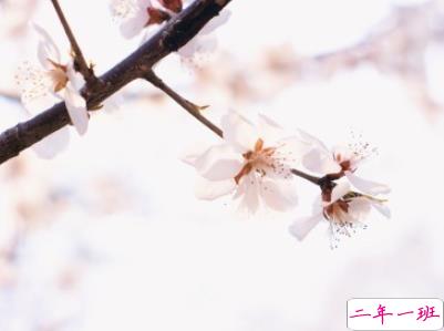 春天优美文艺说说带图片 值得收藏的春季文案2