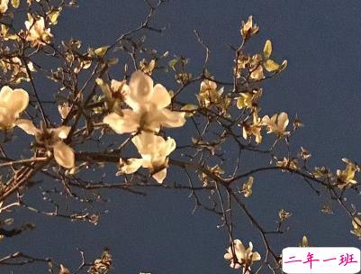 春天优美文艺说说带图片 值得收藏的春季文案5