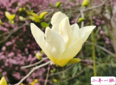 春天优美文艺说说带图片 值得收藏的春季文案7