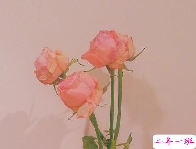 春天优美文艺说说带图片 值得收藏的春季文案8