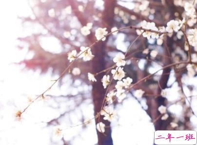春天优美文艺说说带图片 值得收藏的春季文案9