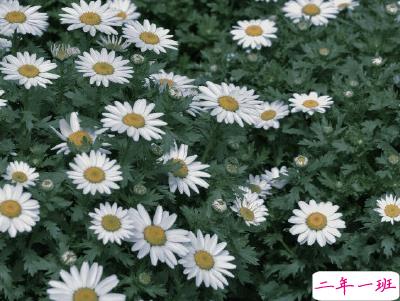 春天优美文艺说说带图片 值得收藏的春季文案12