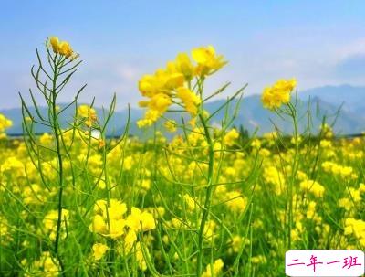 春天优美文艺说说带图片 值得收藏的春季文案14