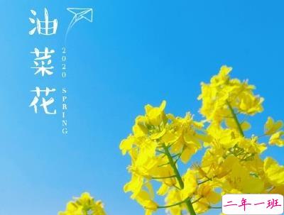 好美的油菜花说说带图片 油菜花唯美说说配图1