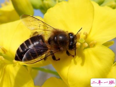 好美的油菜花说说带图片 油菜花唯美说说配图3