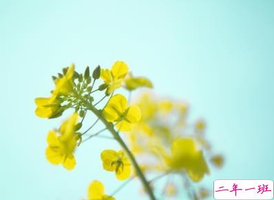 好美的油菜花说说带图片 油菜花唯美说说配图4